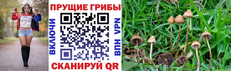 Псилоцибиновые грибы Cubensis наркошоп Динская